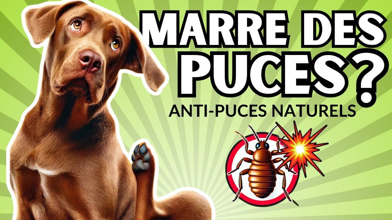 Comment éliminer les puces naturellement pour mon chien ?