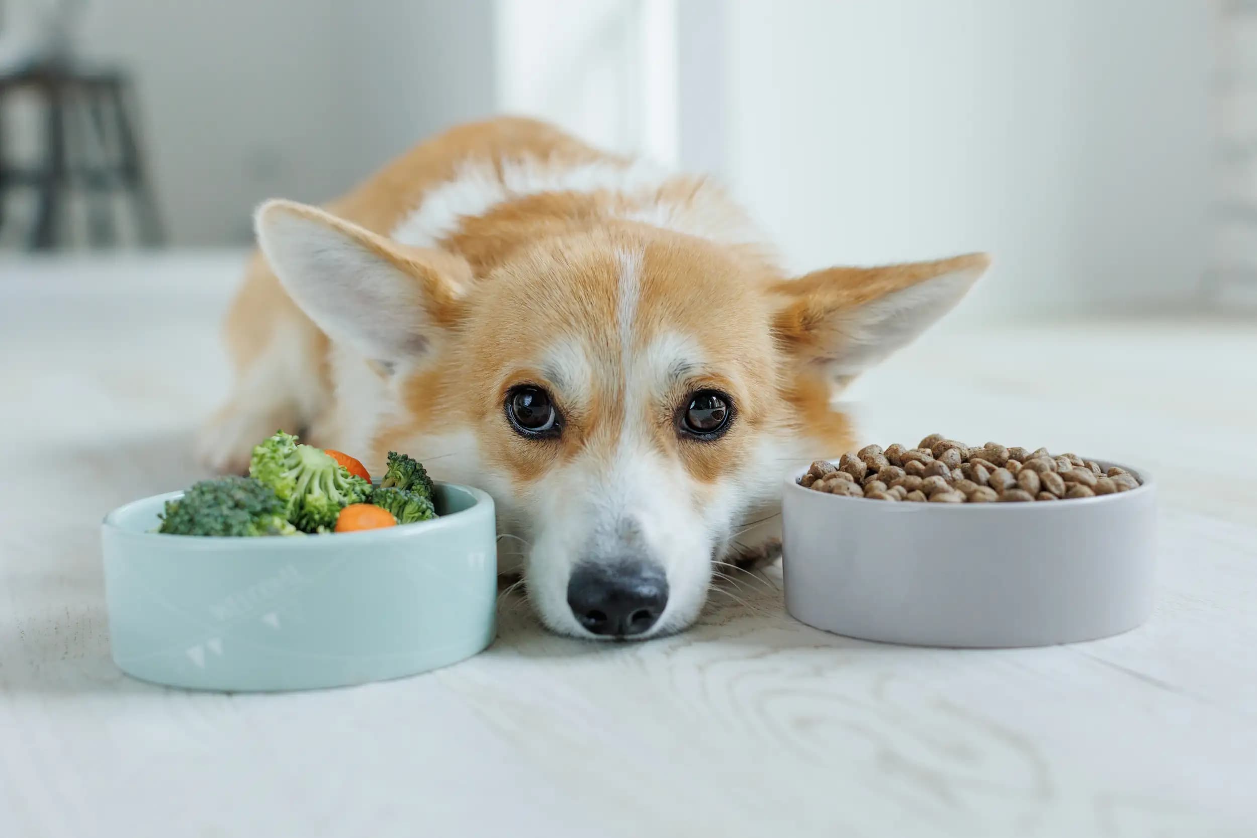 Guide complet de l'alimentation BARF pour chien : Le passage au naturel