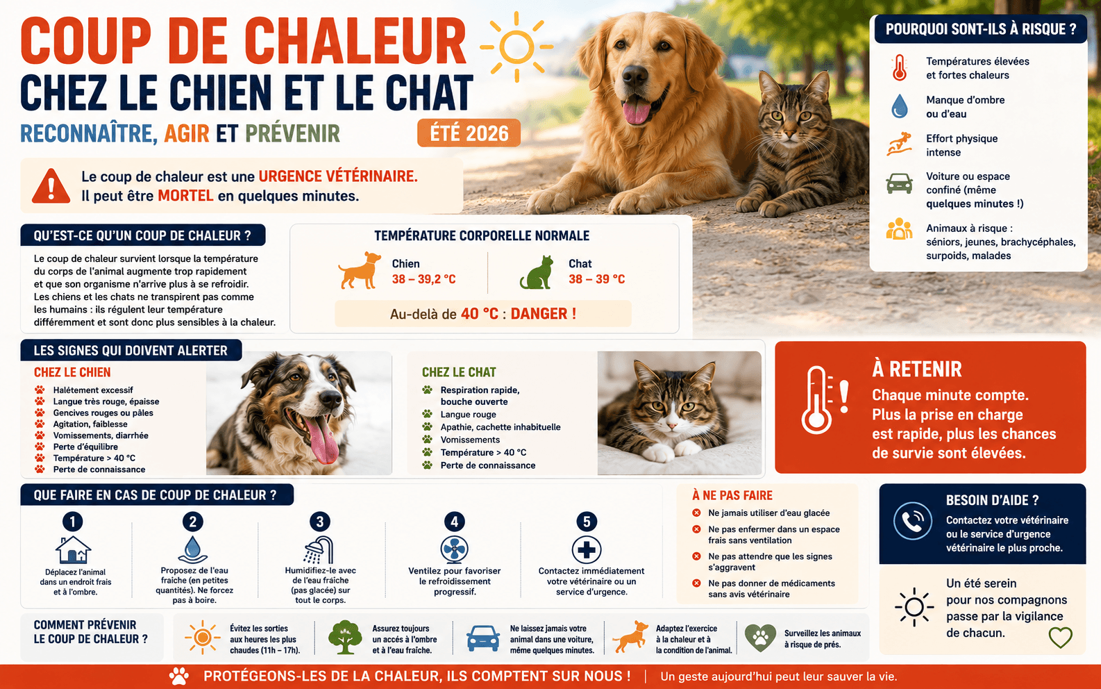 Coup de chaleur chez le chien et le chat : reconnaître, agir et prévenir (été 2026)