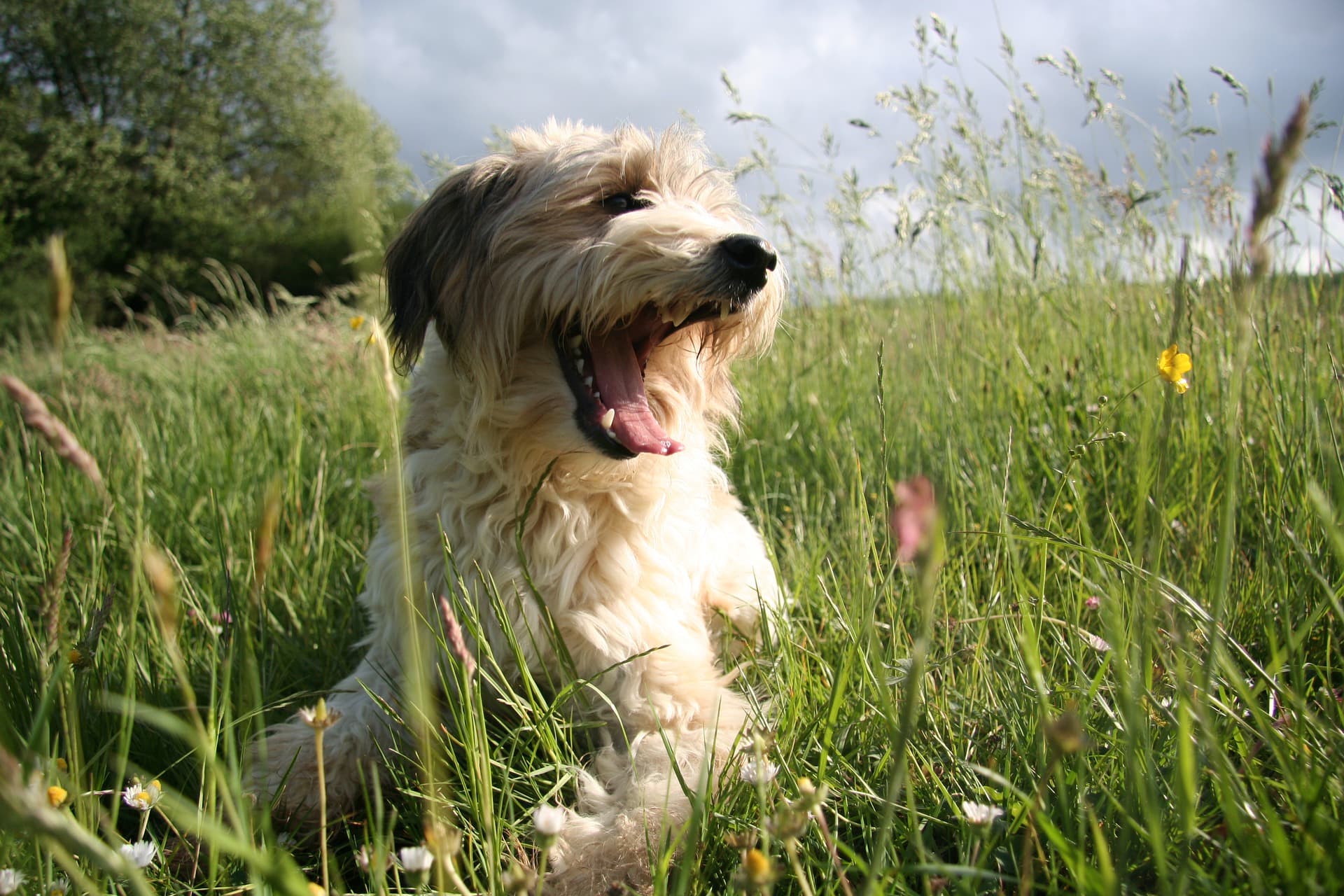 Alternatives naturelles aux antiparasitaires chimiques : Protéger son animal sans toxines
