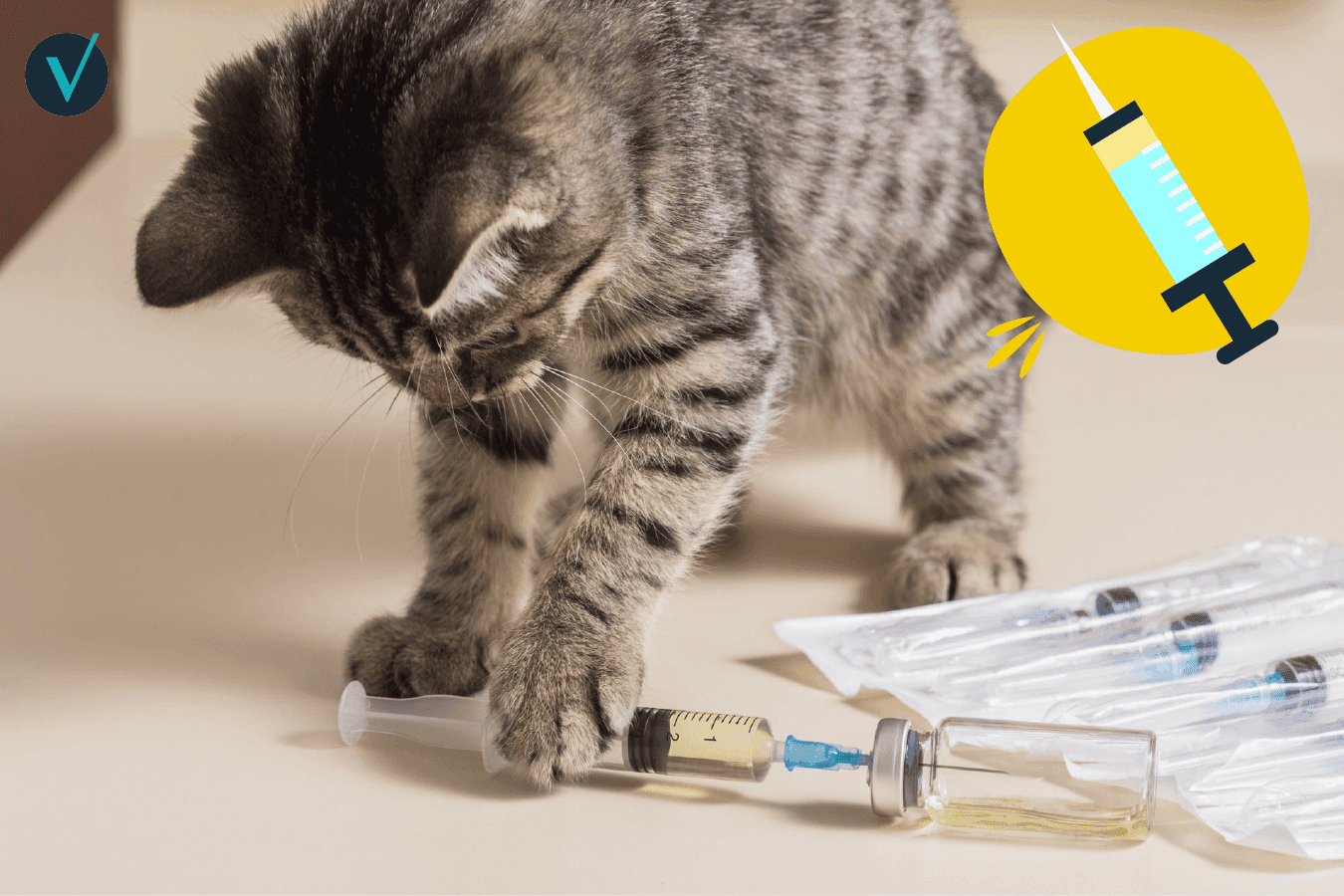 Vaccination animale 2026 : Quels sont les nouveaux protocoles pour mon chien et mon chat ?