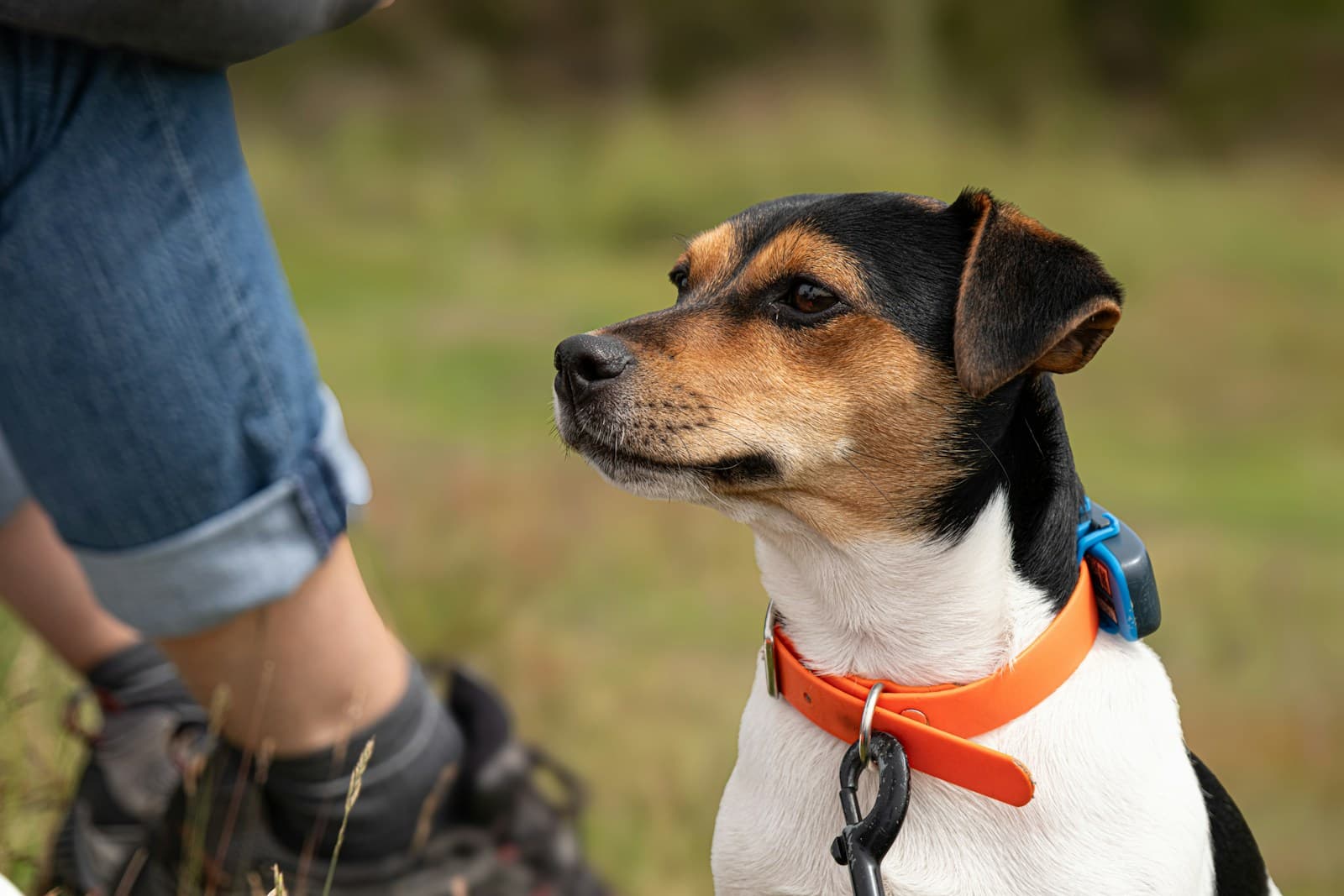 Colliers connectés et wearables pour animaux : Surveiller la santé de son chien en temps réel, bonne ou mauvaise idée ?