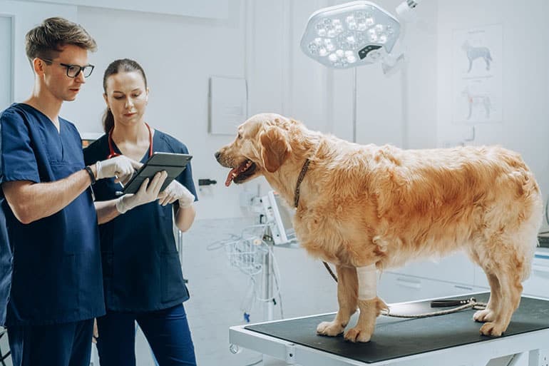 Les 5 innovations technologiques qui révolutionnent la santé animale en 2026