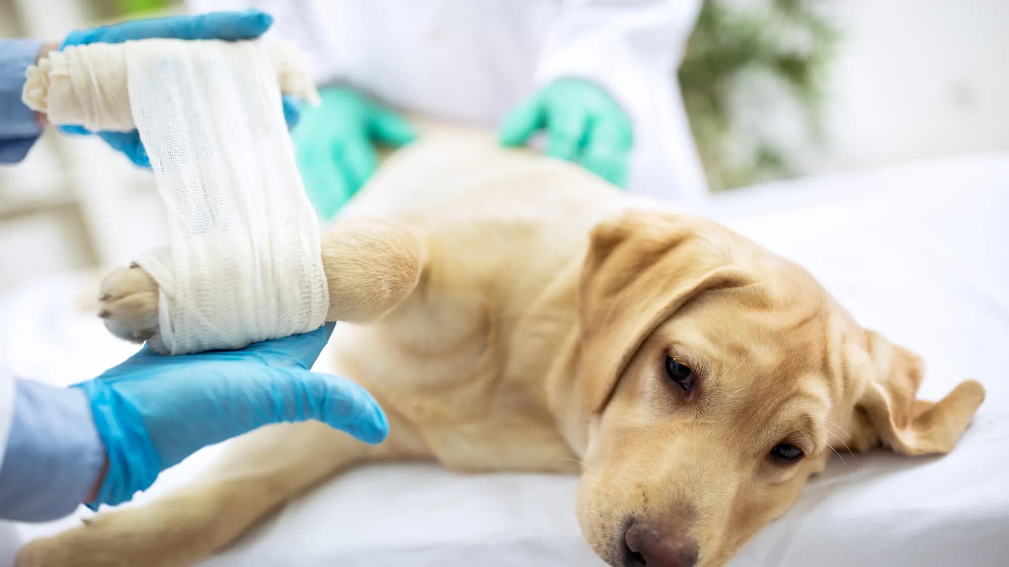 Préparation aux urgences vétérinaires : Comment constituer une trousse de premiers secours efficace pour son animal