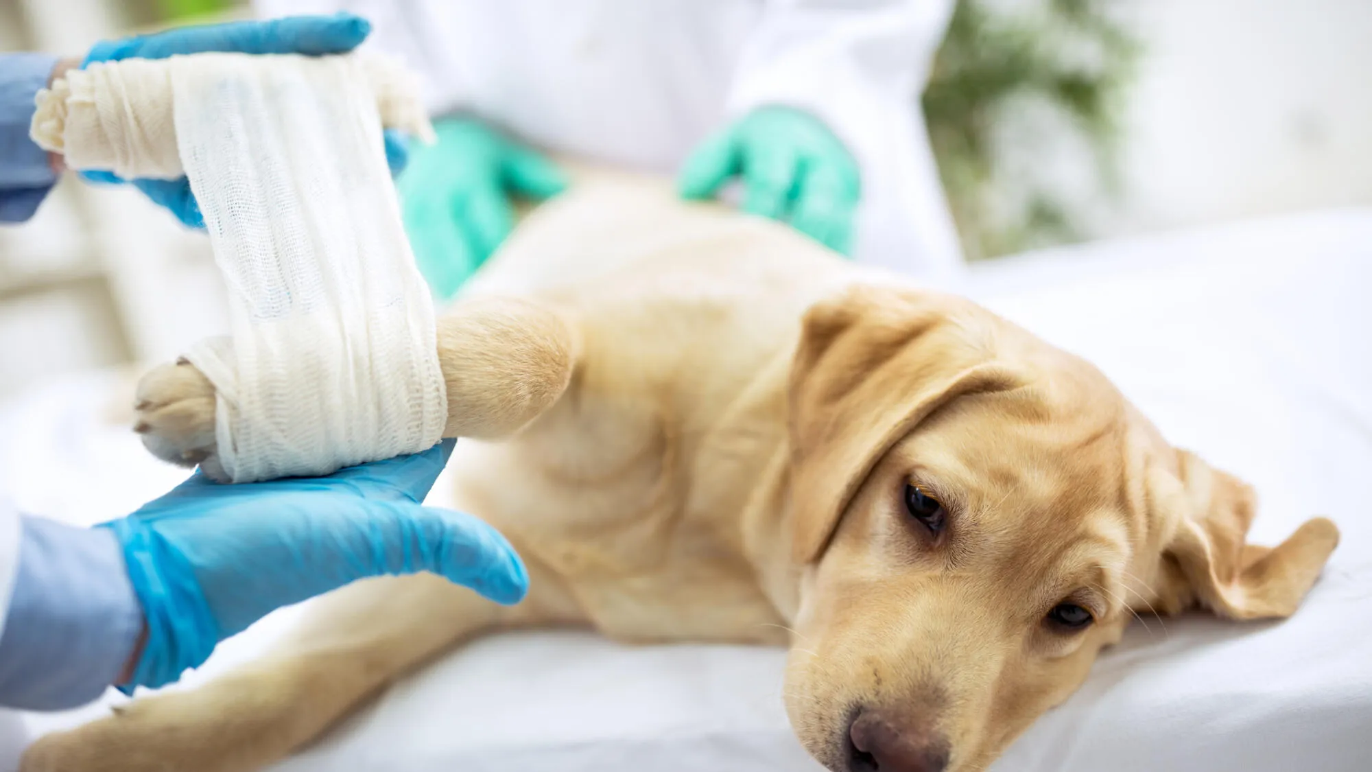 Préparation aux urgences vétérinaires : Comment constituer une trousse de premiers secours efficace pour son animal