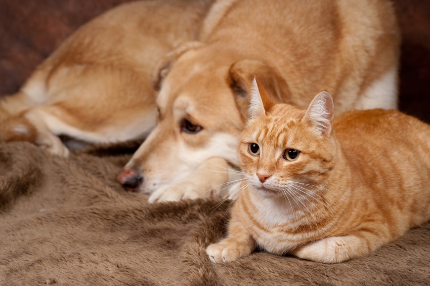 Maladies émergentes en France : faut-il craindre le virus de la grippe aviaire pour son animal de compagnie ?